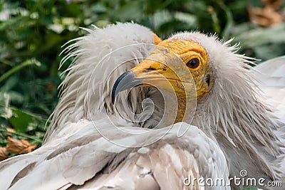 Common vulture Neophron percnopterus Stock Photo