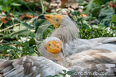 Common vulture Neophron percnopterus Stock Photo