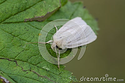 Common Wainscot on leaf Stock Photo