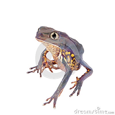 Common walking leaf frog isolated on white background Stock Photo