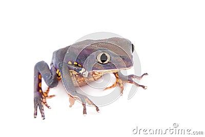 Common walking leaf frog isolated on white background Stock Photo