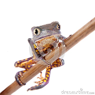 Common walking leaf frog isolated on white background Stock Photo