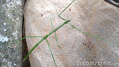 The common walking stick or northern walking stick is a species of phasmid Stock Photo