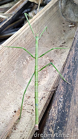 The common walking stick or northern walking stick is a species of phasmid Stock Photo