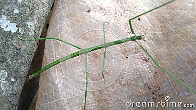 The common walking stick or northern walking stick is a species of phasmid. Stock Photo