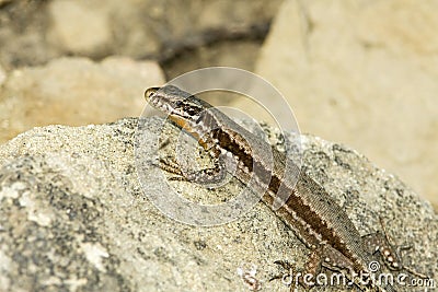 Common wall lizard / Podarcis muralis Stock Photo