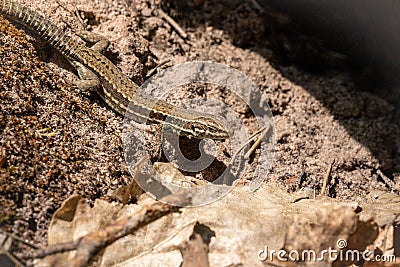 common wall lizard resting on the ground Stock Photo