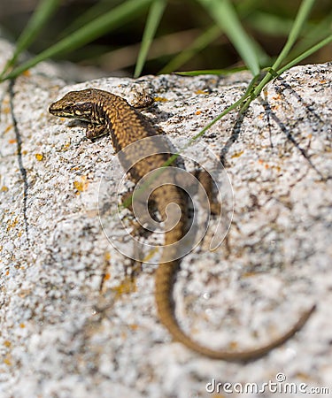 Common Wall Lizard on rock Stock Photo