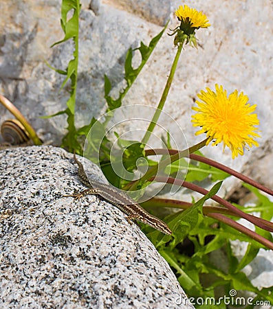 Common Wall Lizard and yellow flower Stock Photo