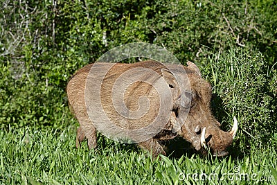 Common Warthog, Addo Elephant National Park Stock Photo