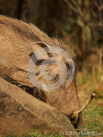 Common warthog Stock Photo