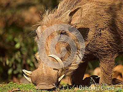 Common warthog Stock Photo