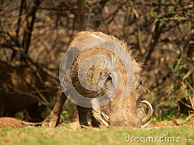 Common warthog Stock Photo