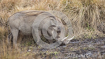 Common Warthog Feeding Stock Photo