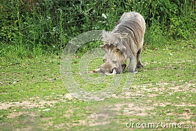 Common warthog Stock Photo