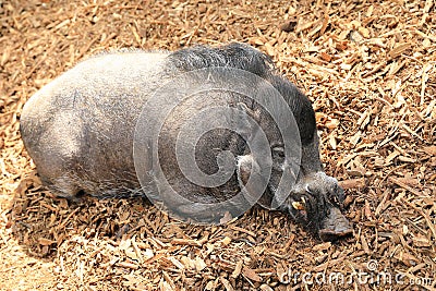 Common warthog on ground Stock Photo