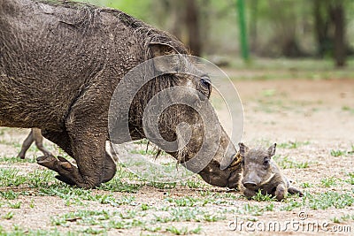 Common warthog and its baby in Kruger National park, South Africa Stock Photo