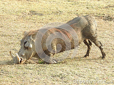 Common warthog kneeling down Stock Photo