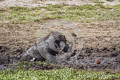 Common warthog in Kruger National park, South Africa Stock Photo