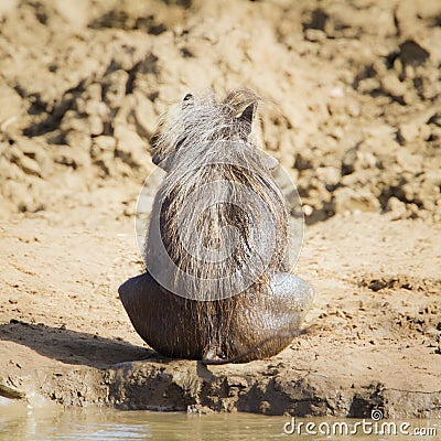 Common warthog in Kruger National park Stock Photo