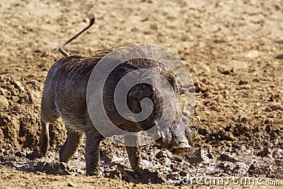 Common warthog in Kruger National park Stock Photo