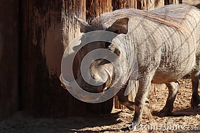 Common warthog Phacochoerus africanus Stock Photo