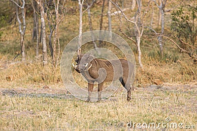 Common warthog, (Phacochoerus africanus), Stock Photo