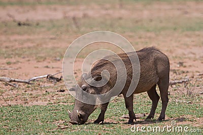 Common warthog Phacochoerus africanus peacefully grazing in a field with bokeh Stock Photo