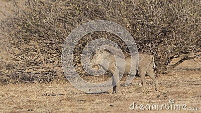 Common Warthog in Savanna Stock Photo