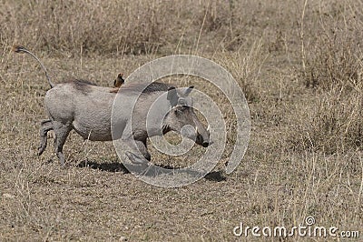 The common warthog, Phacochoerus africanus Stock Photo
