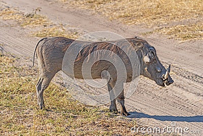 Common Warthog on Rural African Veldt Stock Photo