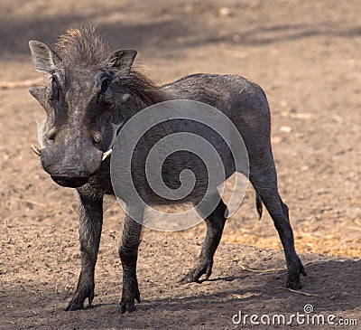 Common warthog, savanna warthog, standing in savanna Stock Photo