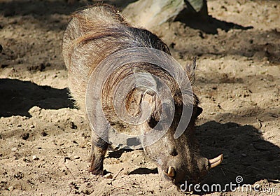 Common warthog Stock Photo