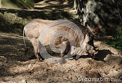 Common warthog Stock Photo