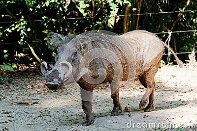 The common warthog, white Tusks Stock Photo