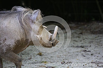 The common warthog or Wild pig Stock Photo