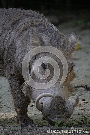 The common warthog or Wild pig Stock Photo