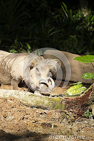 The common warthog or Wild pig Stock Photo