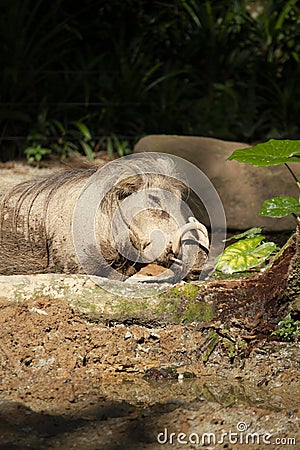 The common warthog or Wild pig Stock Photo