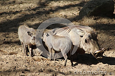 Common warthog Stock Photo