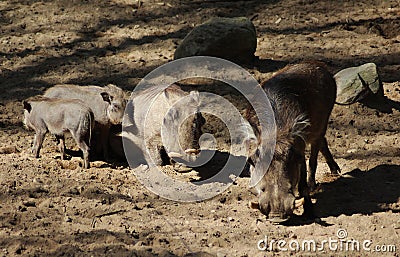 Common warthog Stock Photo