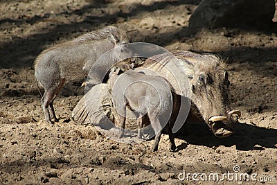 Common warthog Stock Photo