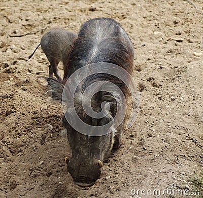 Common warthog Stock Photo