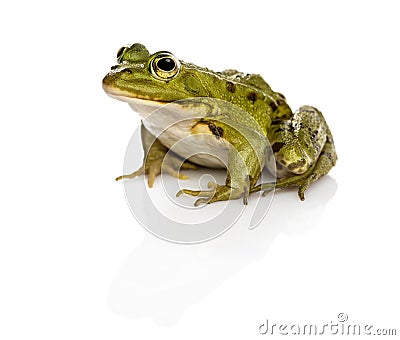 Common Water Frog in front of a white background Stock Photo