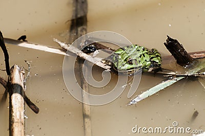 Common water frog resting on a reed plant floating in a pond Stock Photo