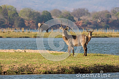 Common Waterbuck on an island in the Zambezi River Stock Photo
