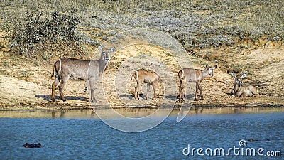 Common Waterbuck in Kruger National park, South Africa Stock Photo