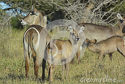 Common Waterbuck Mother and youngster white distinctive ring on rear showing Stock Photo