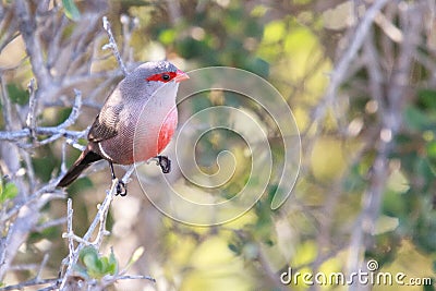 Common Waxbill Stock Photo