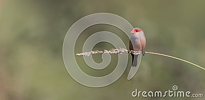 Common Waxbill on a twig Stock Photo